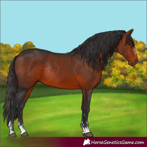 Horse Color:Unknown 