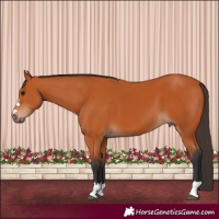 Horse Color:Bay 