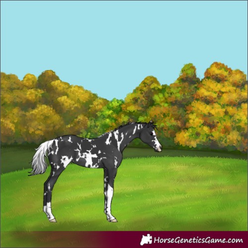 Horse Color:White Spotted Black
