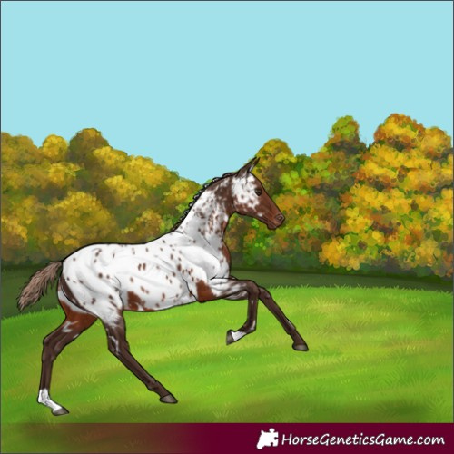Horse Color:White Spotted Liver Chestnut Near Leopard Rabicano