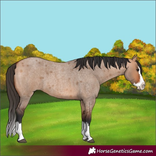 Horse Color:Bay Roan Dun Splash 