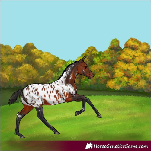 Horse Color:White Spotted Brown Appaloosa Rabicano 