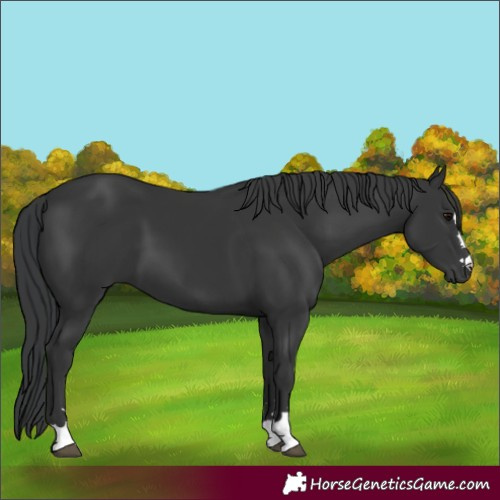 Horse Color:Black 