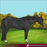 Horse Color:Black 