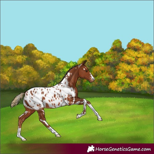 Horse Color:White Spotted Chestnut Near Leopard 