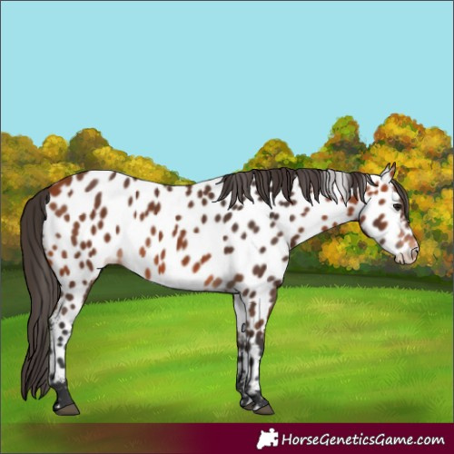 Horse Color:Bay Appaloosa 