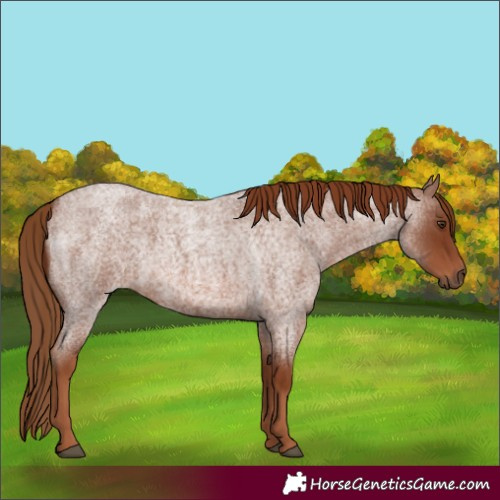 Horse Color:Red Roan 