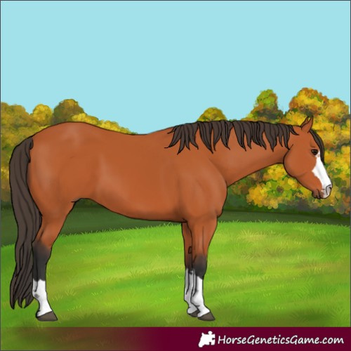 Horse Color:Bay 