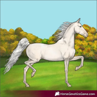 Horse Color:Silver Amber Cream Champagne Pearl Dun 