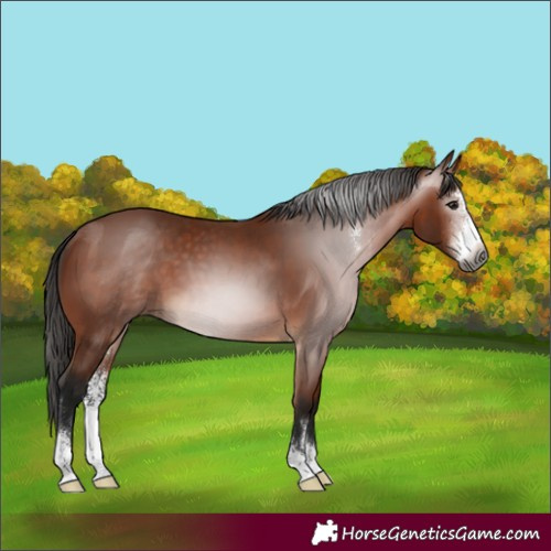 Horse Color:Gray Bay Sabino 