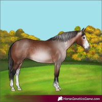 Horse Color:Gray Bay Sabino