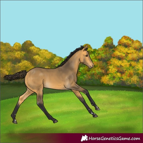 Horse Color:Buckskin