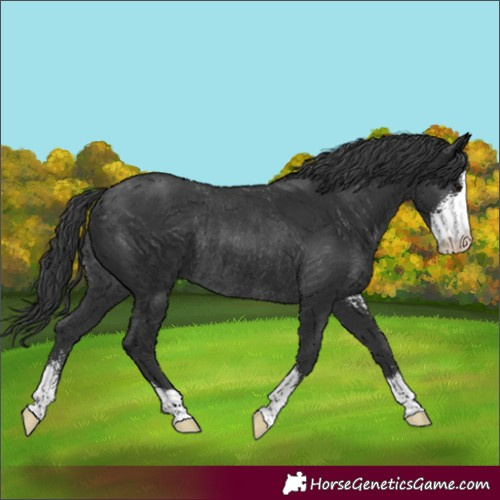 Horse Color:Black Sabino Rabicano 