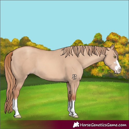 Horse Color:Gold Champagne Dun 