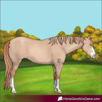 Horse Color:Gold Champagne Dun 