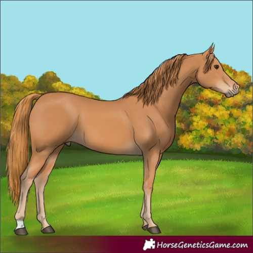 Horse Color:Chestnut 