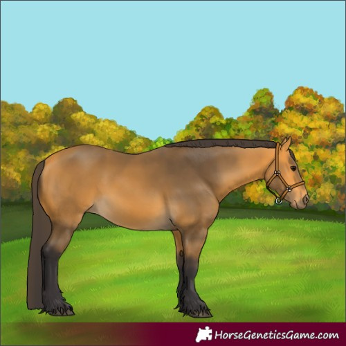 Horse Color:Buckskin 