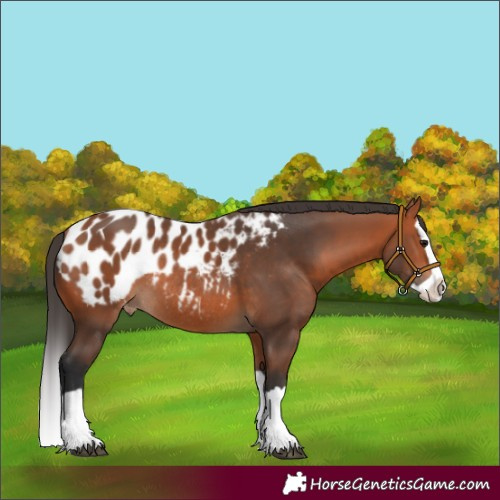Horse Color:Bay Splash Appaloosa Rabicano 