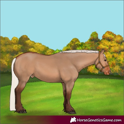 Horse Color:Silver Bay Dun Varnish