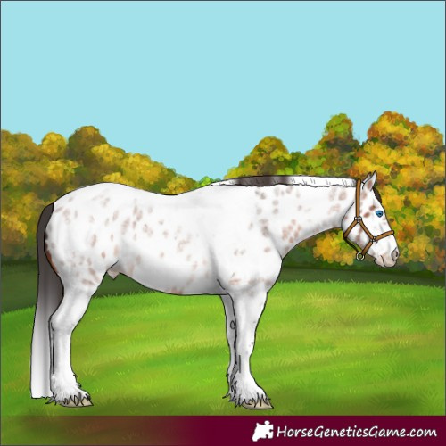 Horse Color:Bay Roan Splash Tobiano Frame Appaloosa 