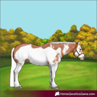 Horse Color:Silver Bay Sabino Splash Frame