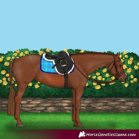 Horse Color:Chestnut Rabicano 