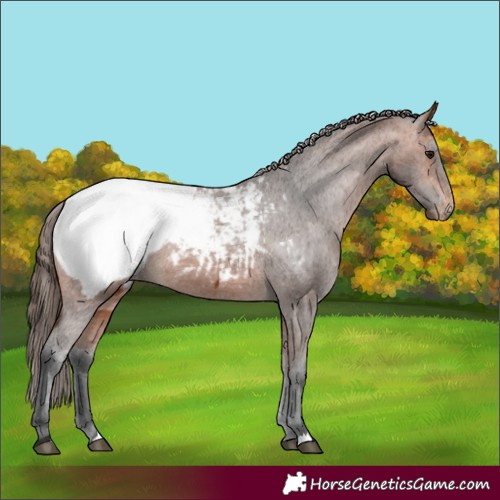 Horse Color:Bay Appaloosa 