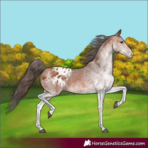 Horse Color:White Spotted Bay Appaloosa 