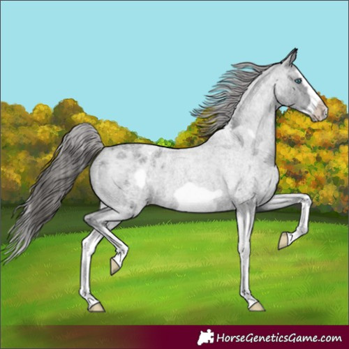Horse Color:Blue Roan Splash Frame Appaloosa 