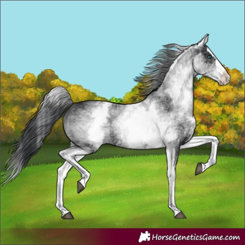 Horse Color:White Spotted Black Splash 