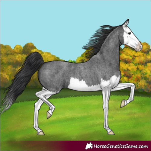 Horse Color:Blue Roan Splash 