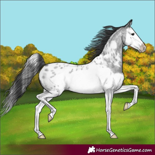 Horse Color:Blue Roan Splash Frame Appaloosa 