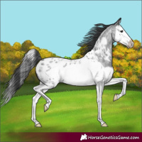 Horse Color:Blue Roan Splash Frame Appaloosa 