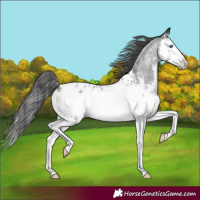 Horse Color:Blue Roan Splash Near Leopard 