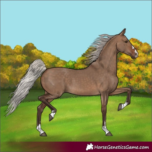 Horse Color:Silver Brown Dun