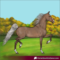 Horse Color:Silver Brown Dun 