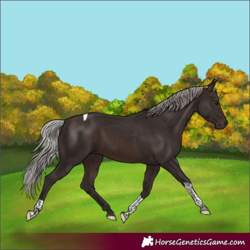 Horse Color:Silver Brown Tobiano 