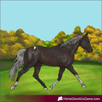 Horse Color:Silver Brown Tobiano