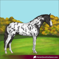 Horse Color:Smoky Black Tobiano Near Leopard 