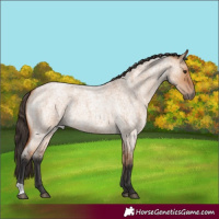 Horse Color:Bay Roan Dun 