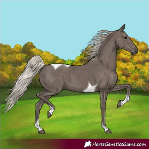 Horse Color:Silver Black Tobiano 