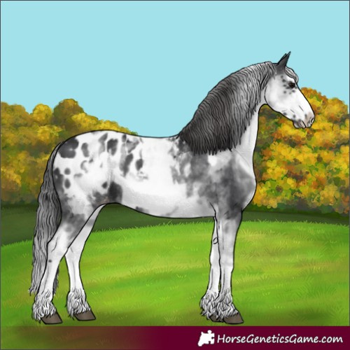 Horse Color:Unknown 
