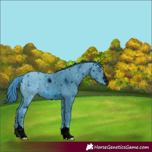 Horse Color:Unknown 
