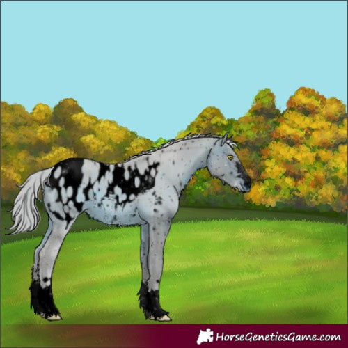 Horse Color:Unknown 