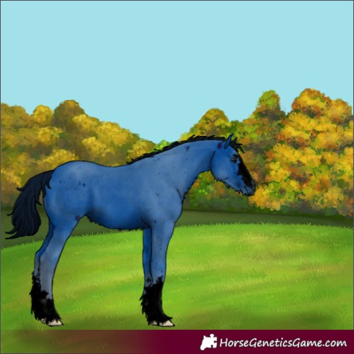 Horse Color:Unknown 