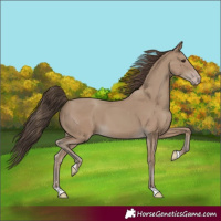 Horse Color:Classic Champagne