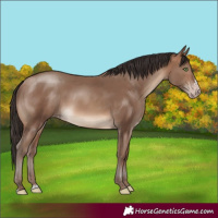Horse Color:Sable Champagne Sabino Rabicano