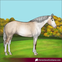 Horse Color:Gray Silver Classic Champagne Dun Sabino Rabicano 