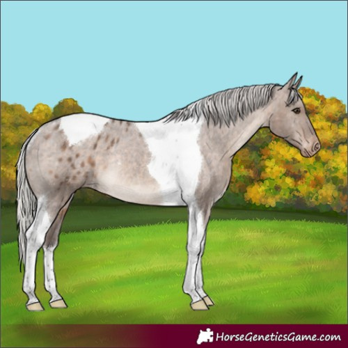 Horse Color:Silver Brown Dun Tobiano Appaloosa Rabicano 