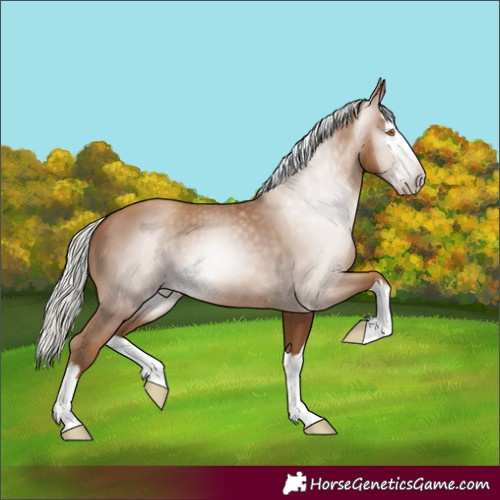 Horse Color:Gray Silver Classic Champagne Splash 